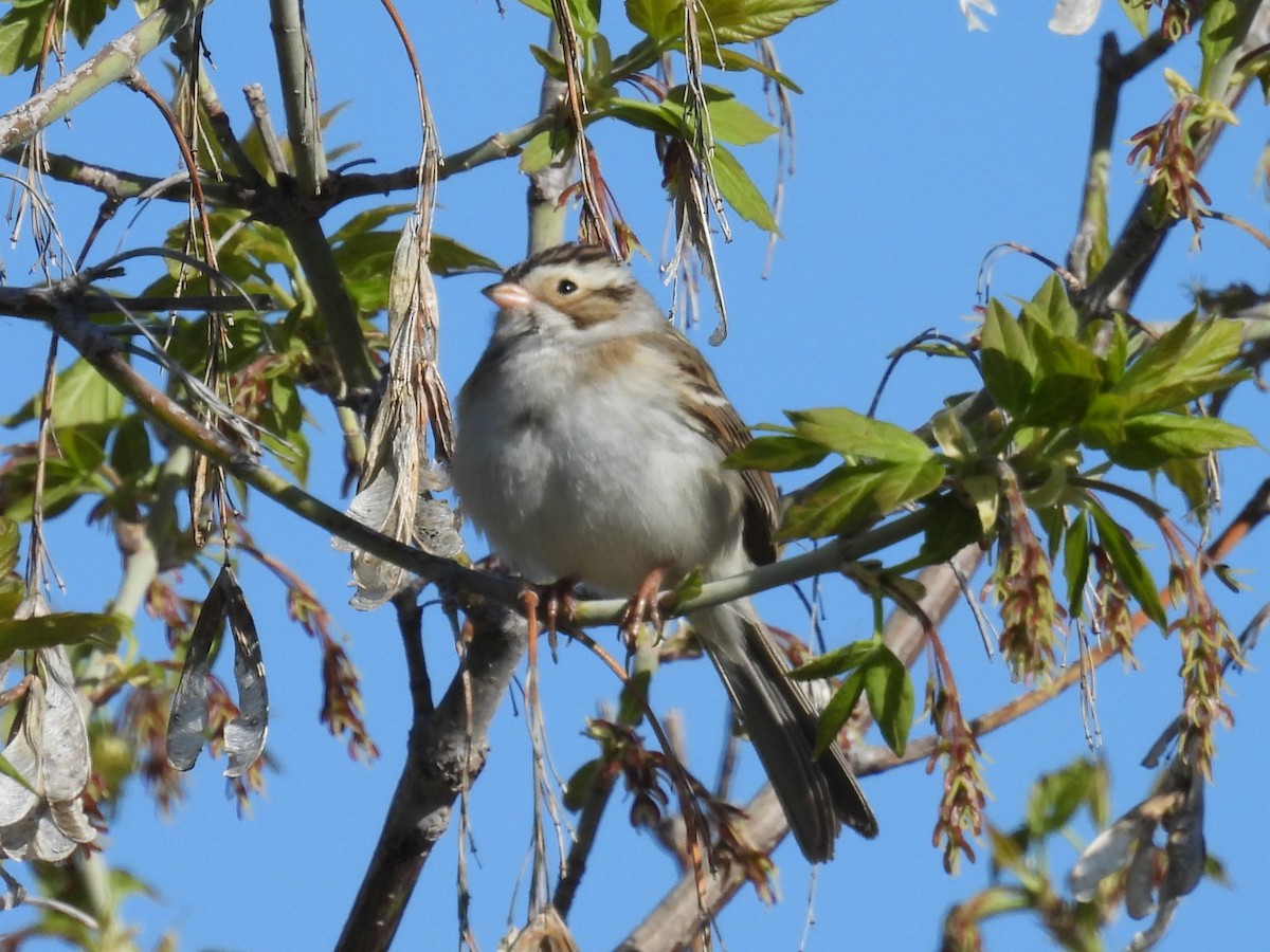 Clay-colored Sparrow - ML618827575