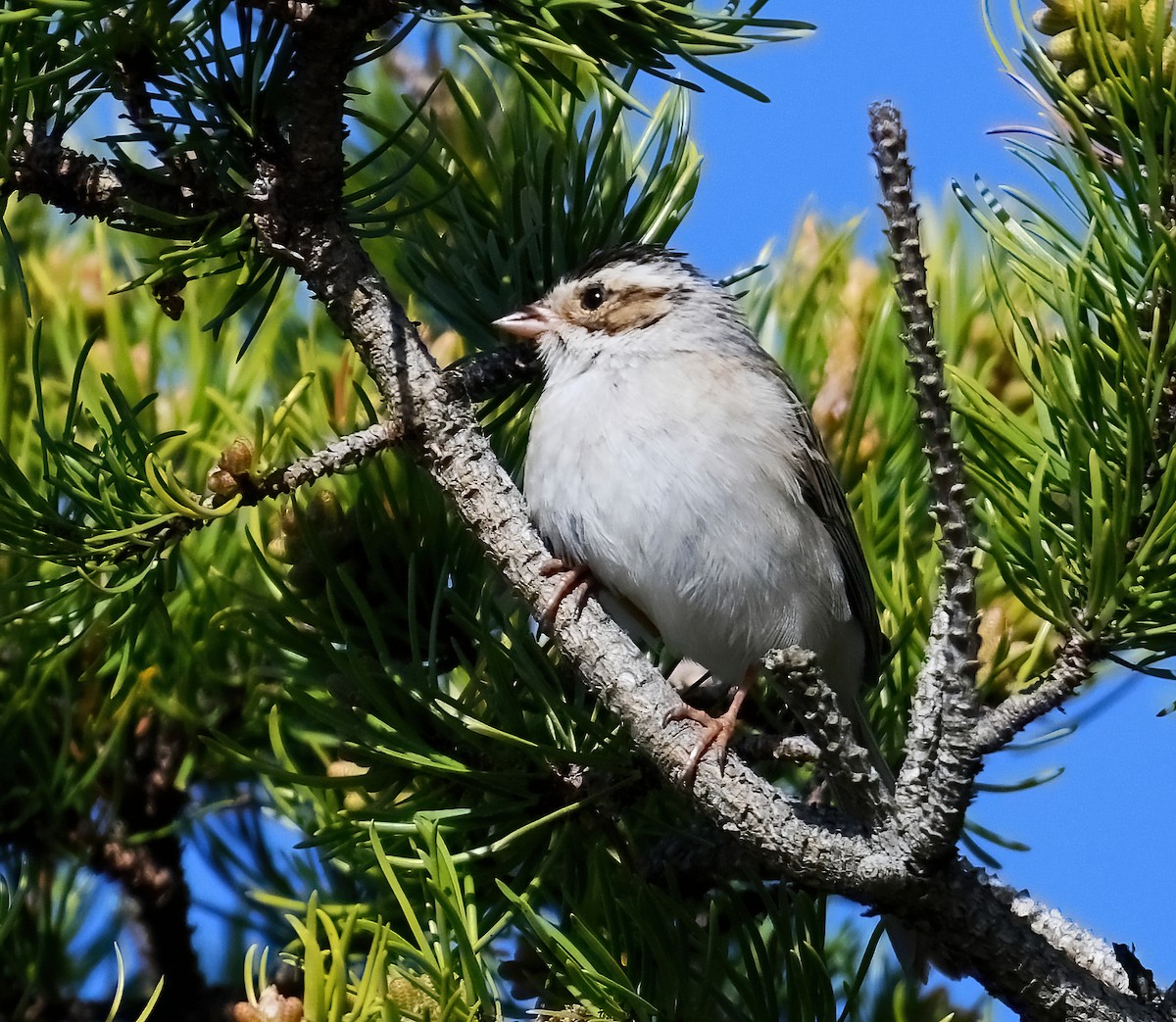 Clay-colored Sparrow - Tess  Nelkie