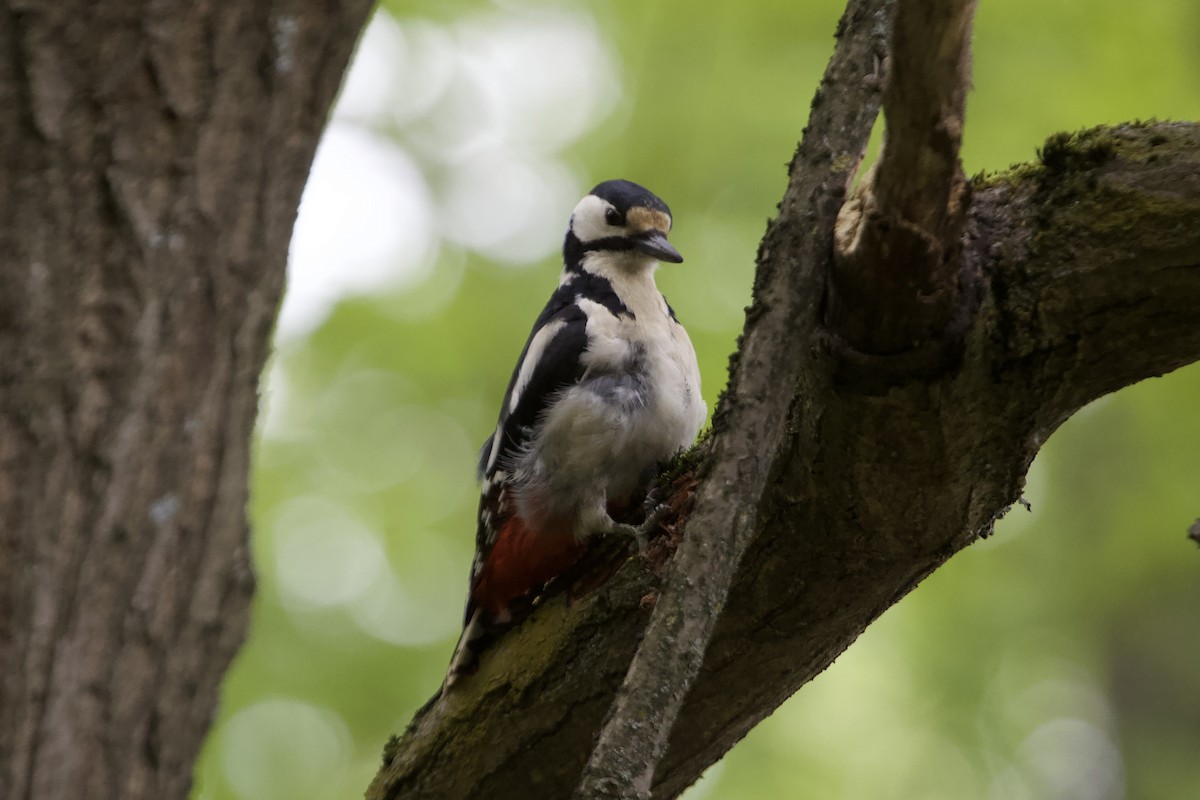 Great Spotted Woodpecker - Elena Popova