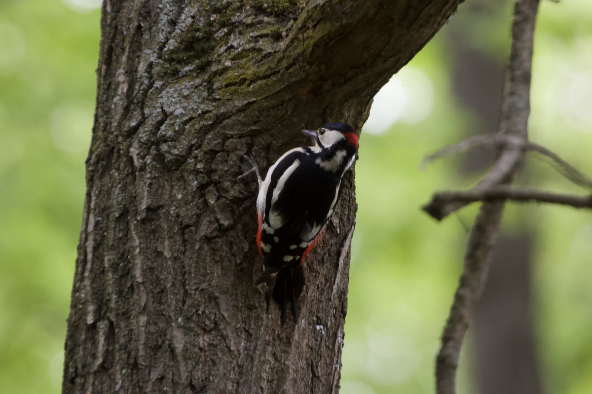 Great Spotted Woodpecker - ML618827595