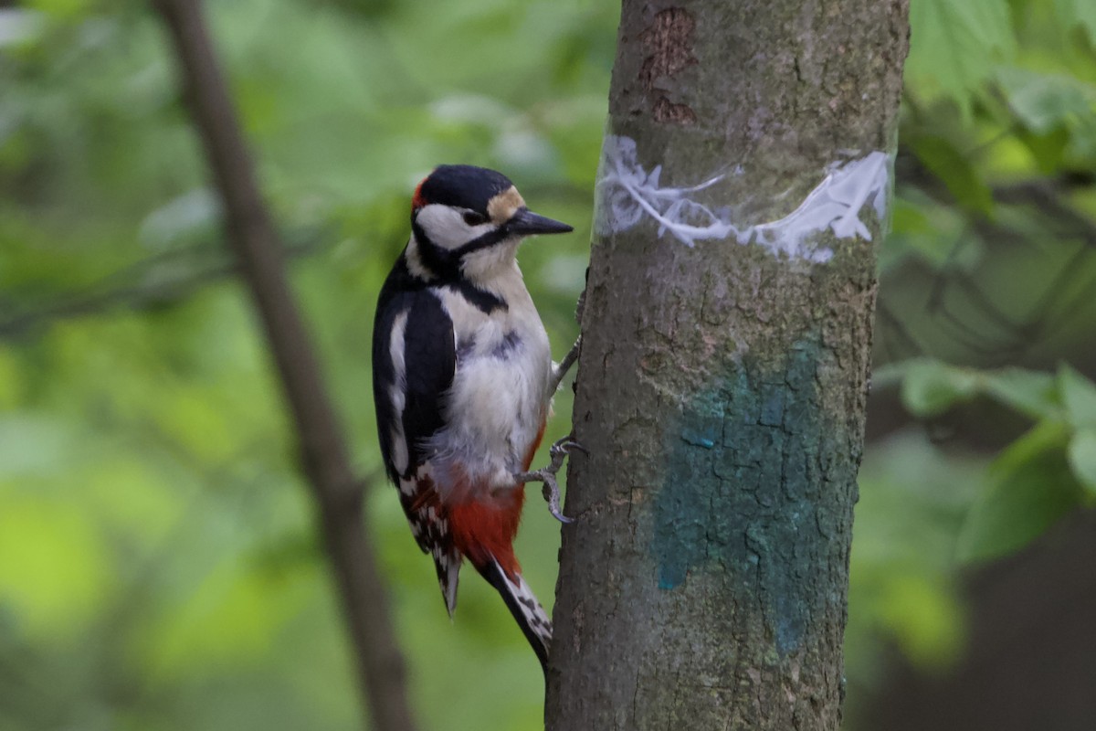 Great Spotted Woodpecker - ML618827597