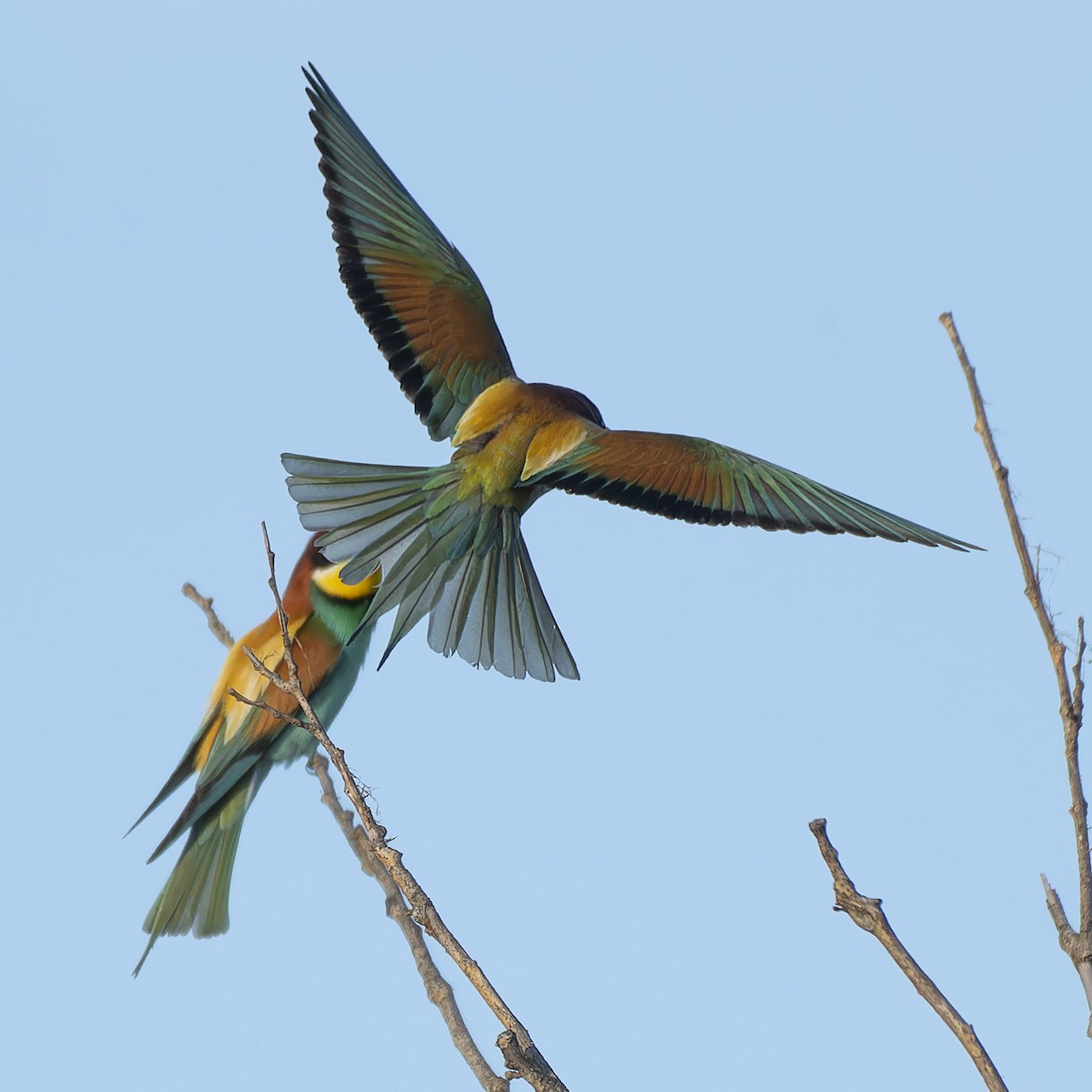 European Bee-eater - ML618827634