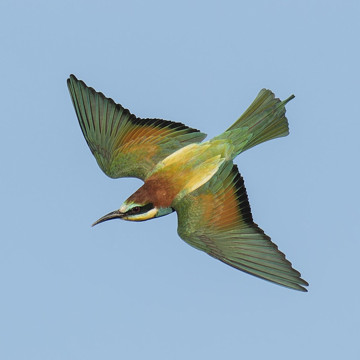 European Bee-eater - ML618827635