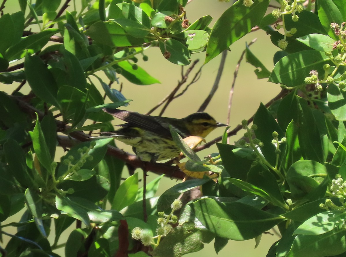 Cape May Warbler - ML618827707