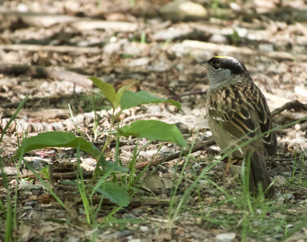 Golden-crowned Sparrow - Leslie Harris Jr