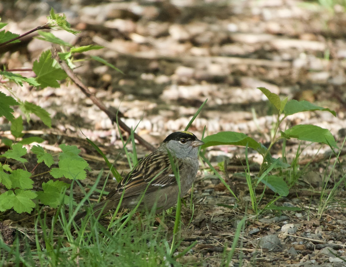 Golden-crowned Sparrow - Leslie Harris Jr