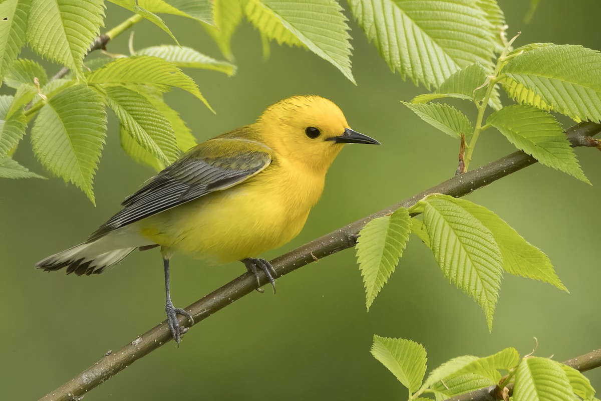 Prothonotary Warbler - ML618827746