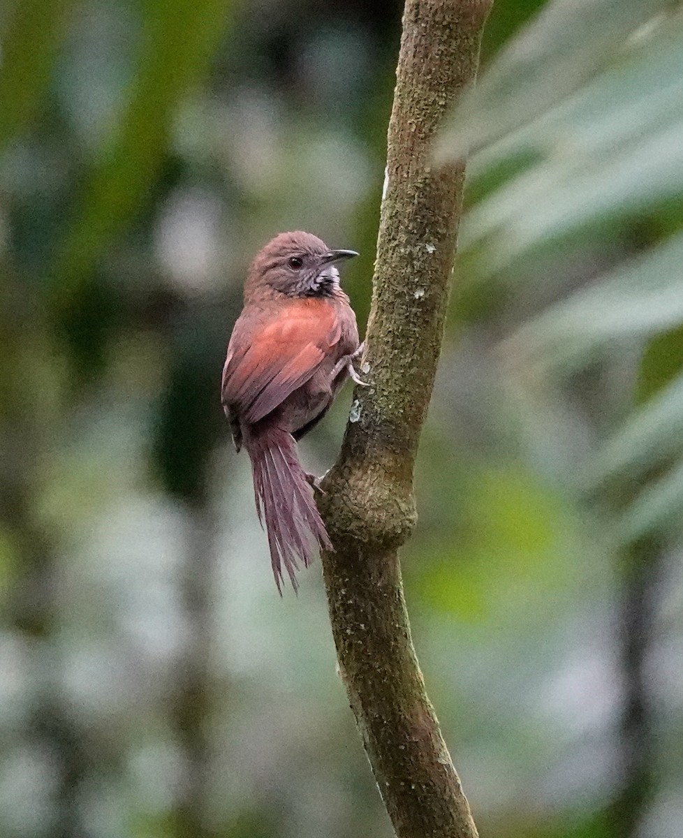 Stripe-breasted Spinetail - ML618827757