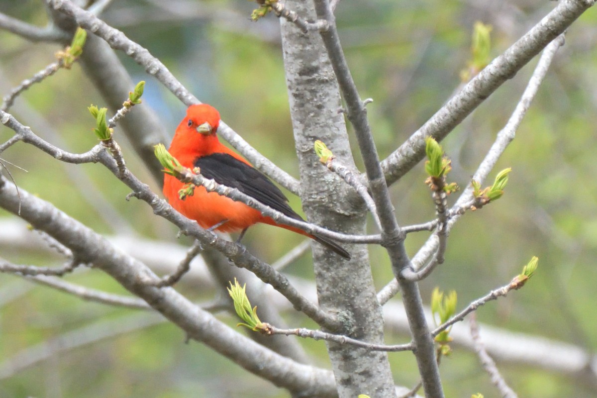 Scarlet Tanager - ML618827805