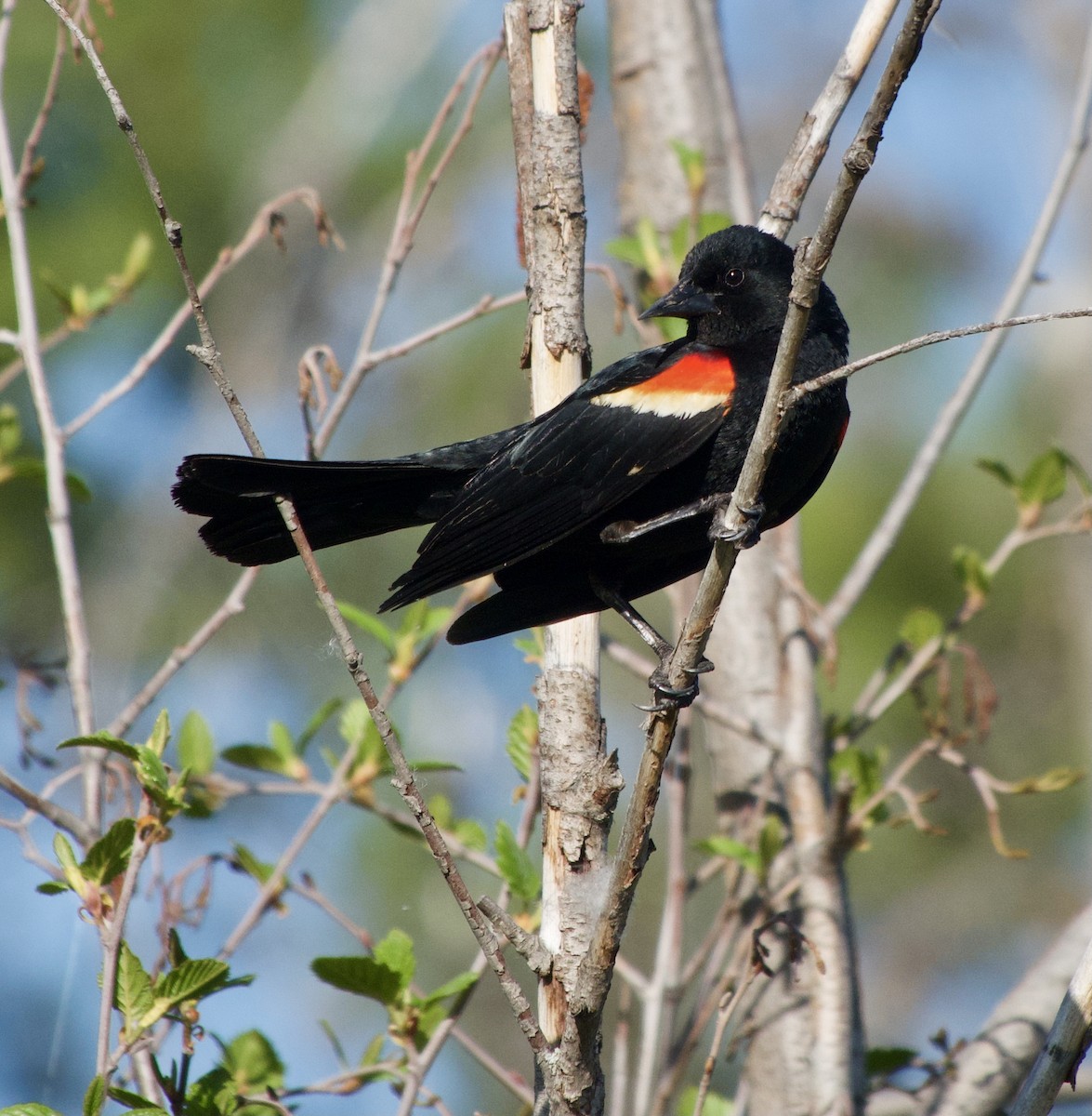 Red-winged Blackbird - Leslie Harris Jr