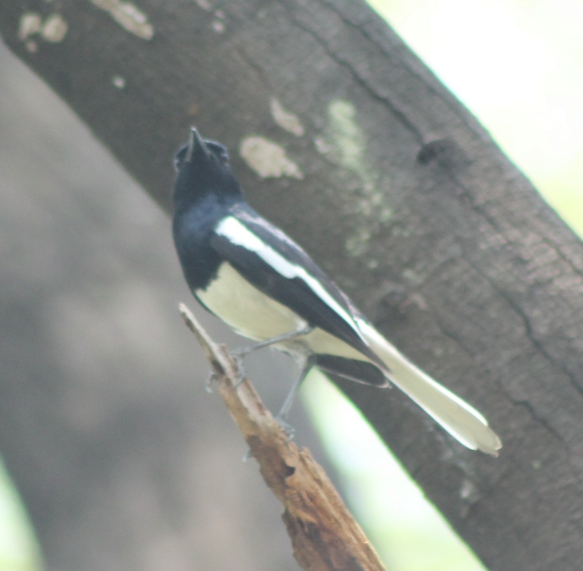 Oriental Magpie-Robin - Madhavi Babtiwale