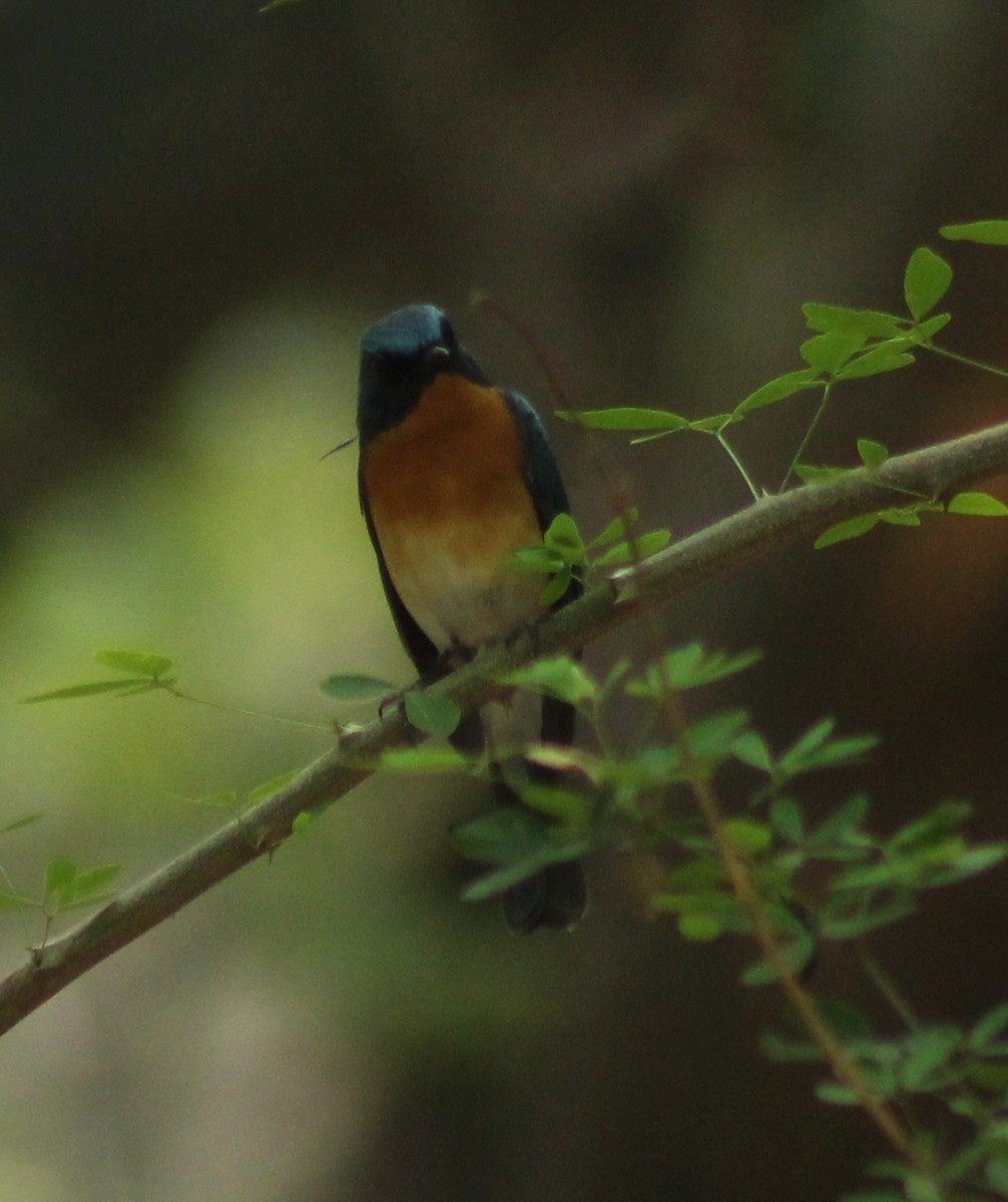 Tickell's Blue Flycatcher - Madhavi Babtiwale
