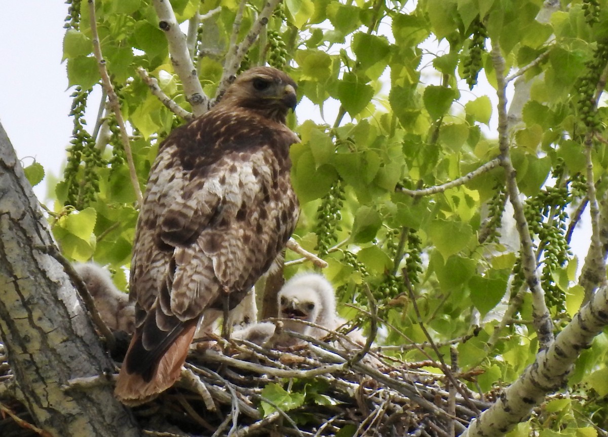 Red-tailed Hawk - ML618827955