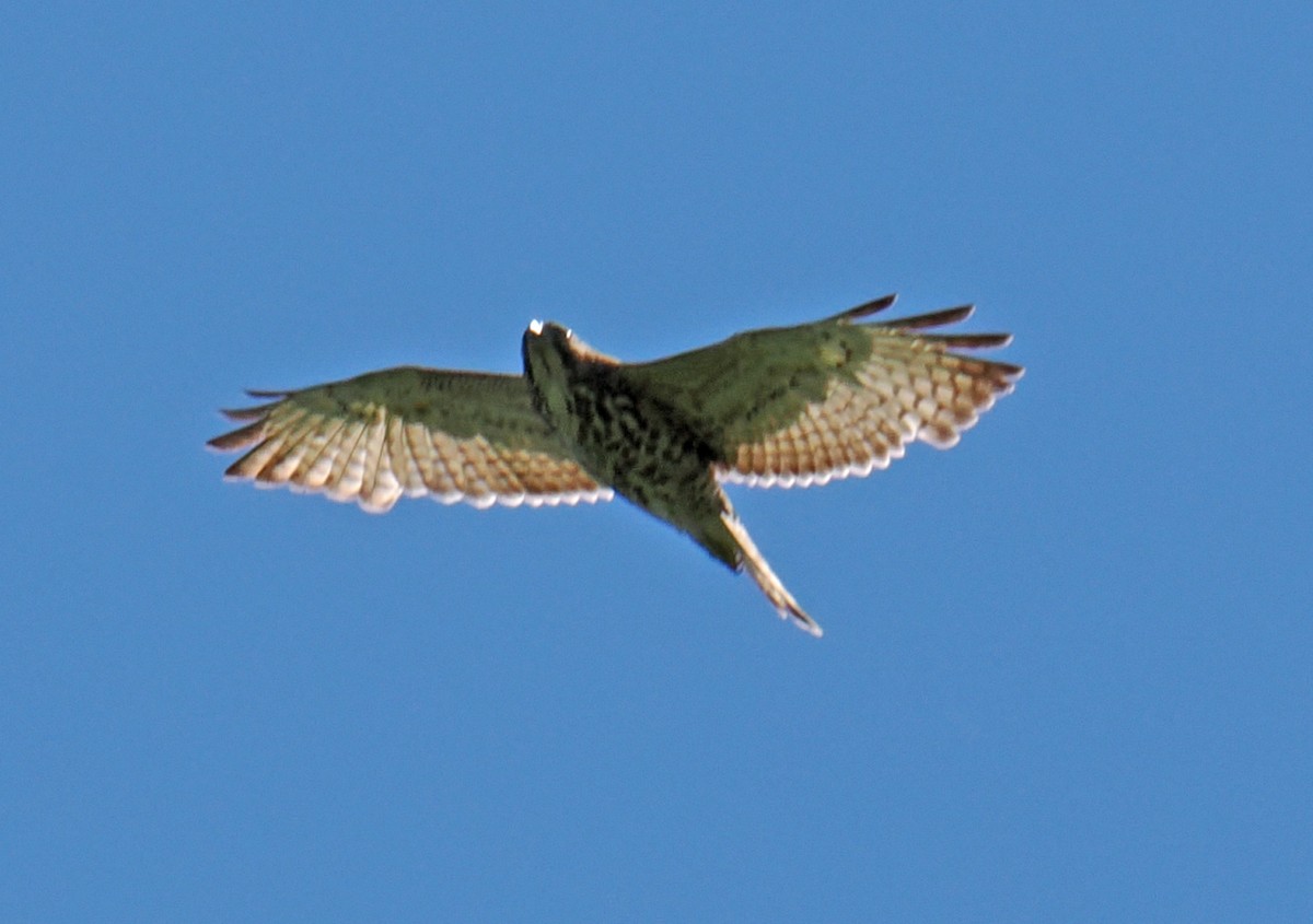 Broad-winged Hawk - ML618827959