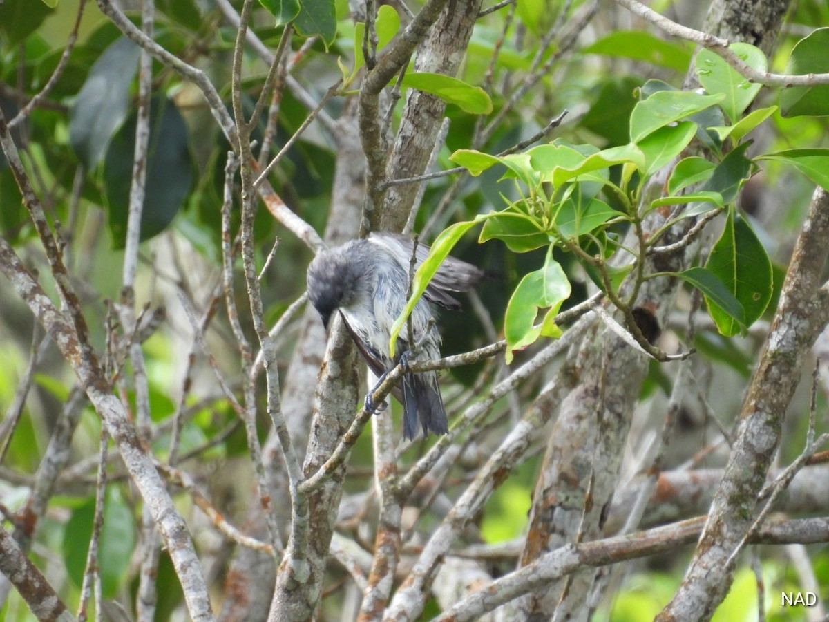 Plain-colored Tanager - ML618827977