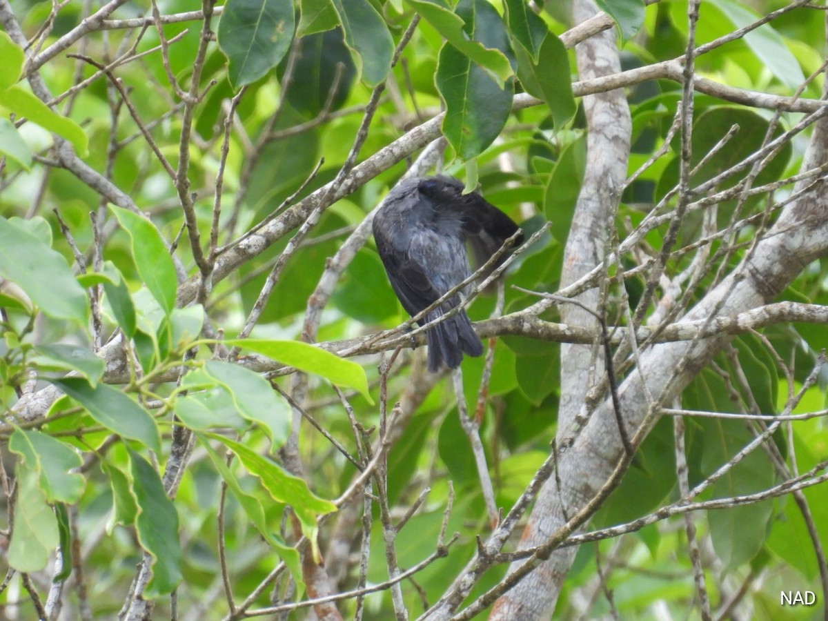 Plain-colored Tanager - ML618827979