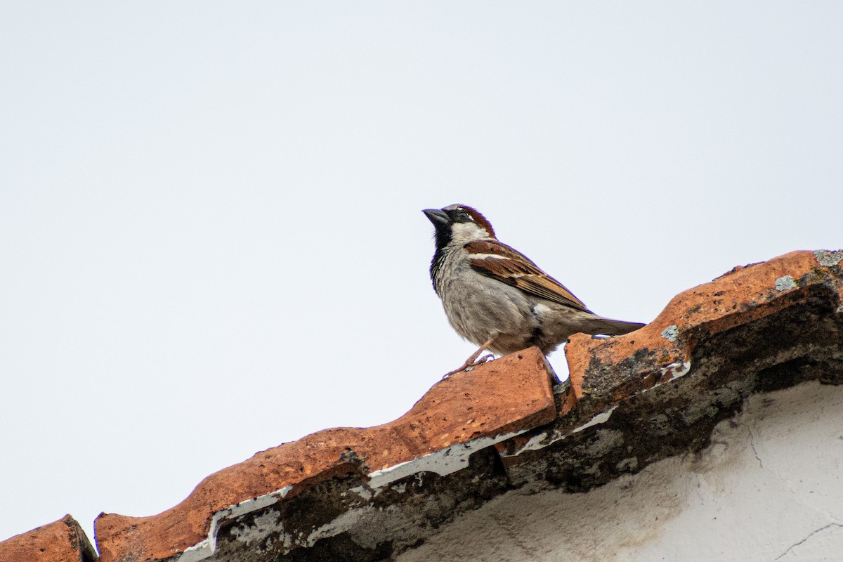 House Sparrow - Anıl Berkay Demirbaş