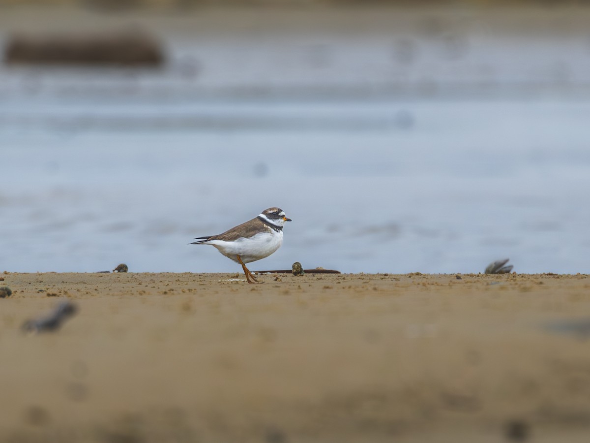 Common Ringed Plover - ML618828048
