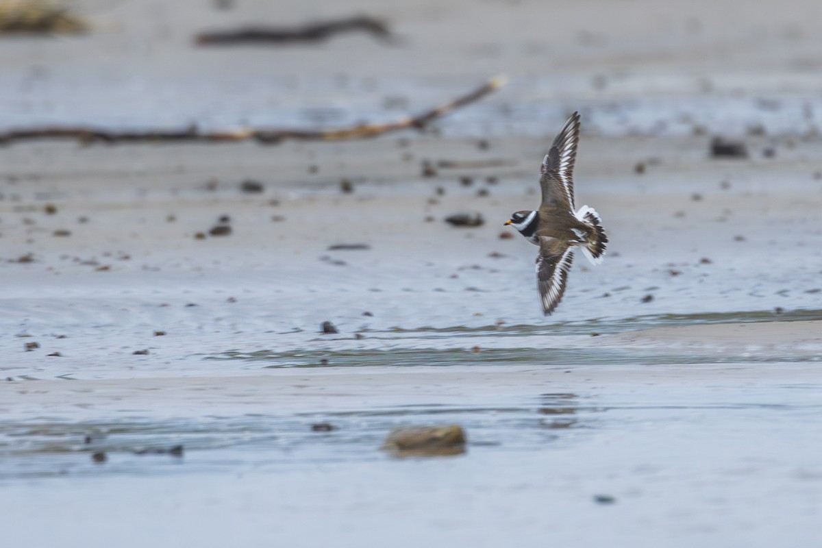Common Ringed Plover - ML618828050