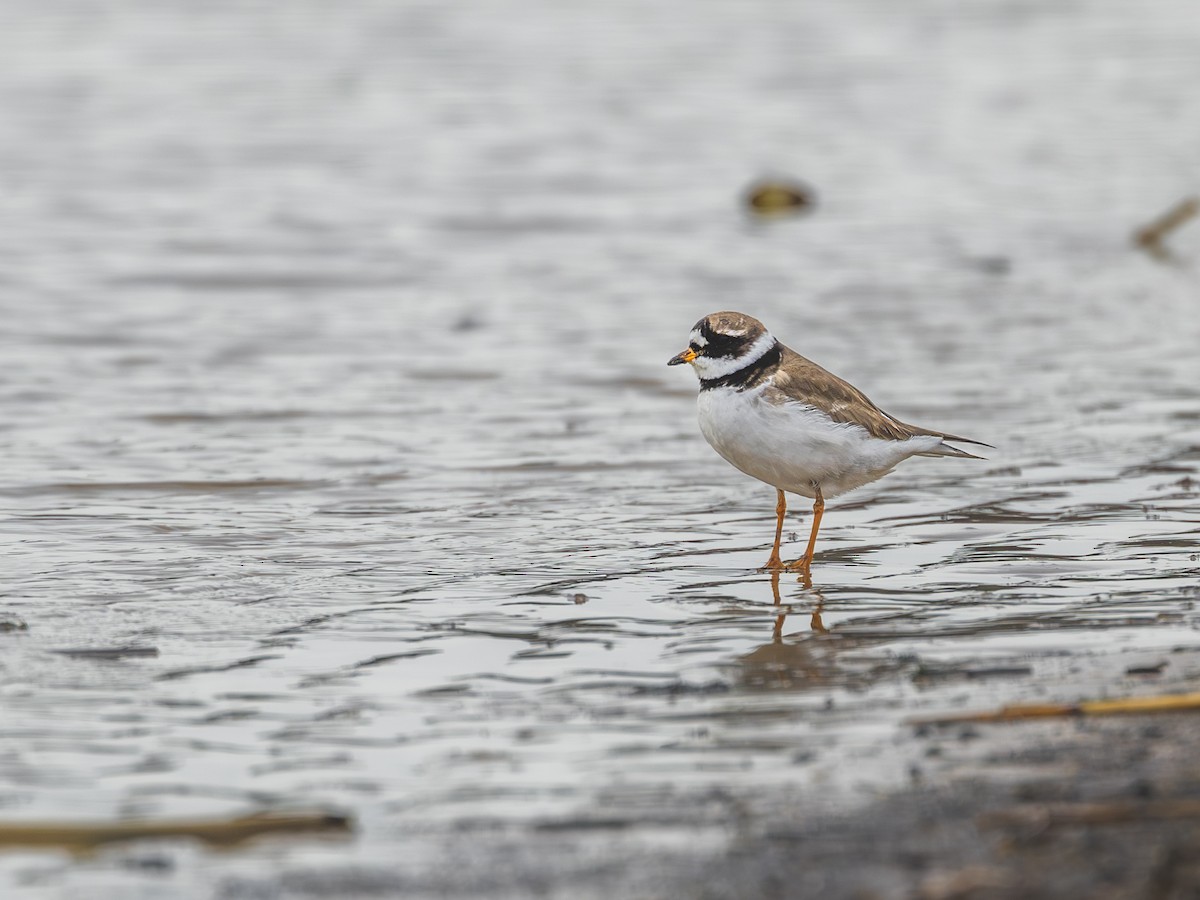 Common Ringed Plover - ML618828051