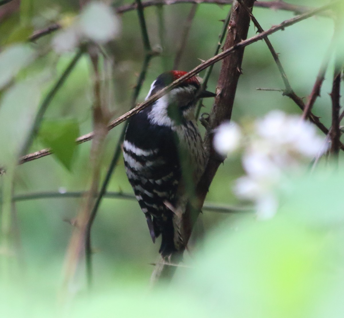 Lesser Spotted Woodpecker - Elaheh Afsaneh