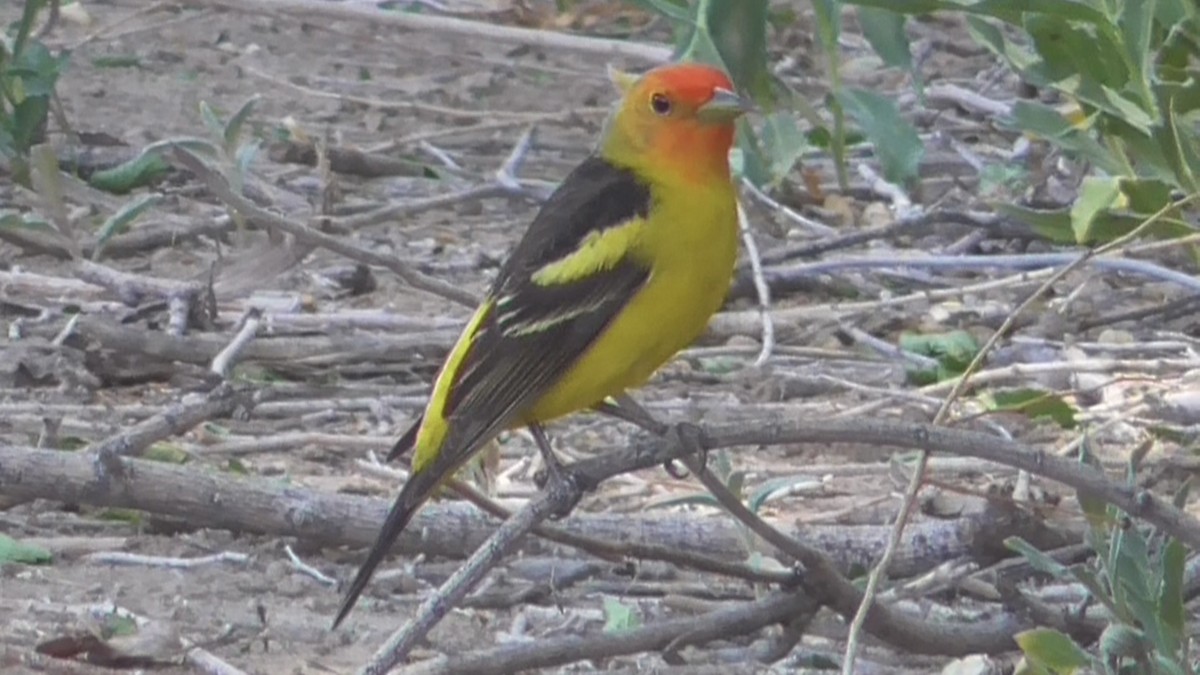 Western Tanager - ML618828118