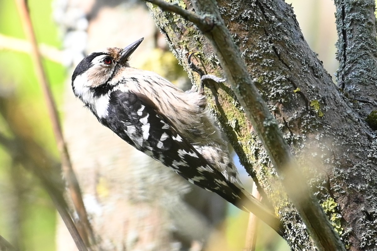 Lesser Spotted Woodpecker - Sudhendra Sonawane