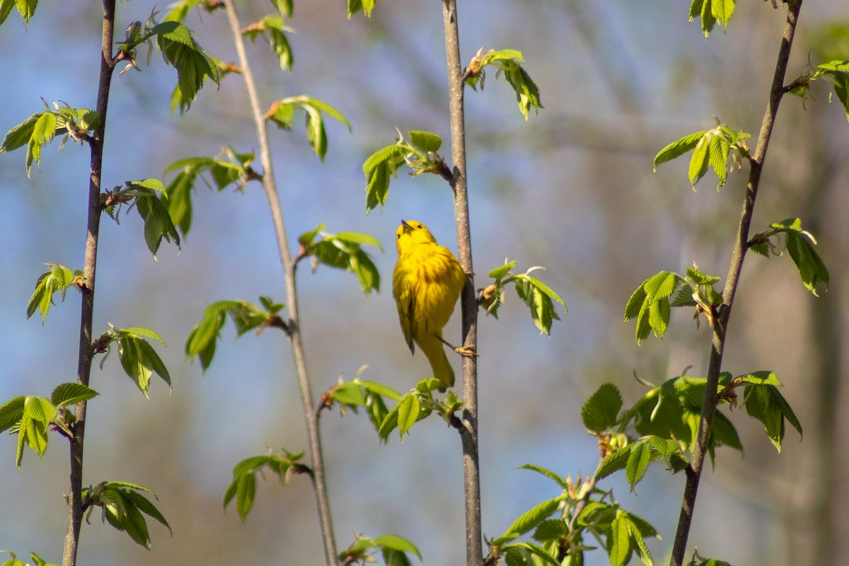 Yellow Warbler - ML618828185