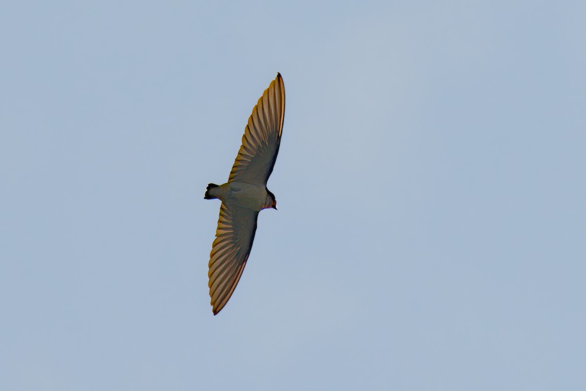 Barn Swallow - Angus W