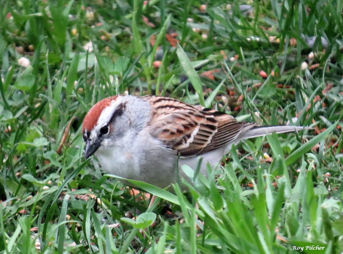 Chipping Sparrow - Roy Pilcher