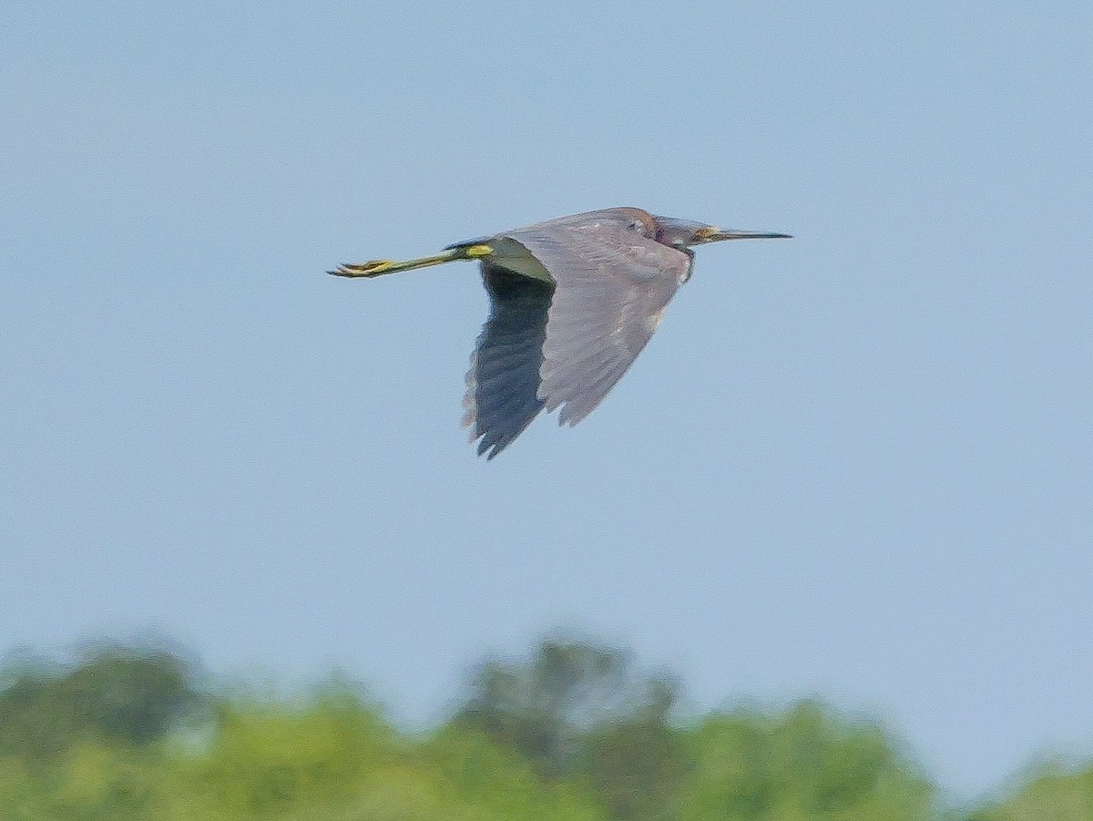Tricolored Heron - Roger Horn