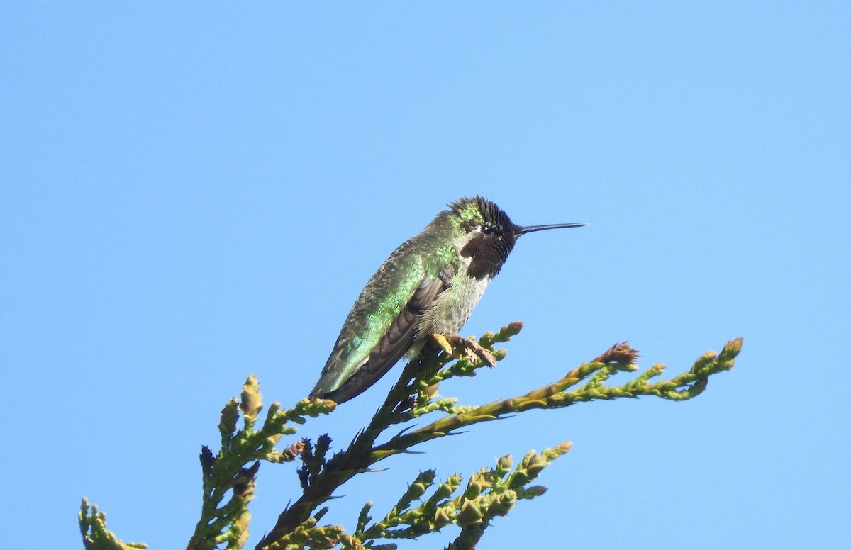 Anna's Hummingbird - ML618828250