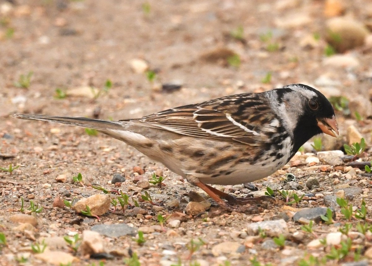 Harris's Sparrow - ML618828252
