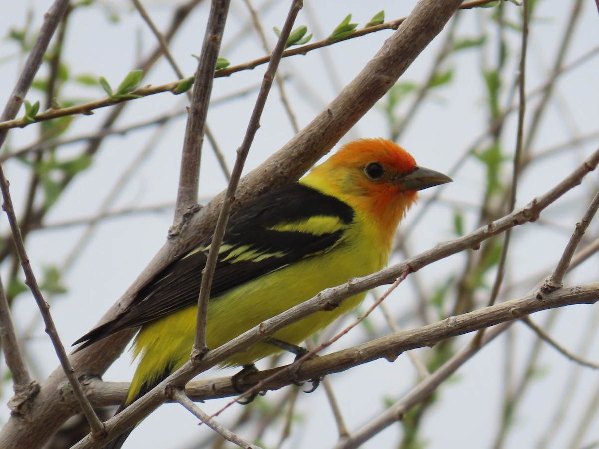 Western Tanager - ML618828268