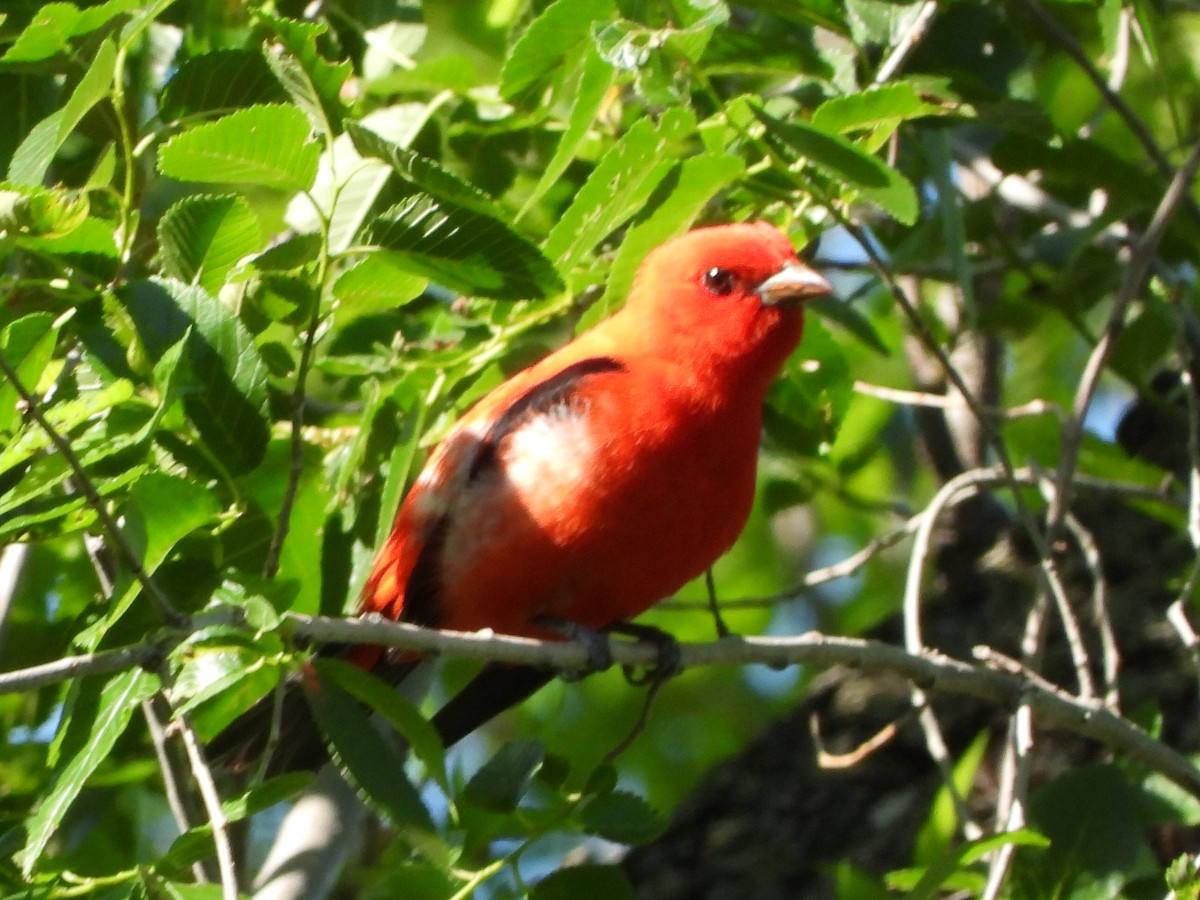 Scarlet Tanager - Mike Thelen