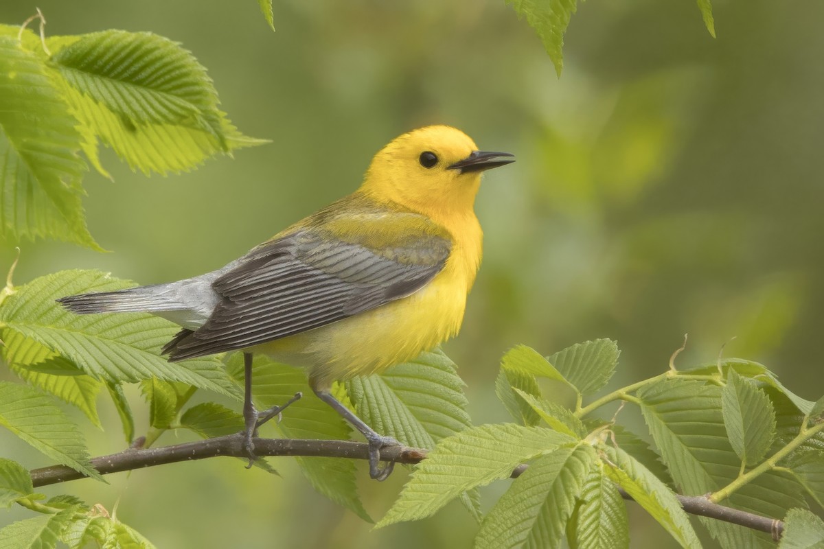 Prothonotary Warbler - ML618828276