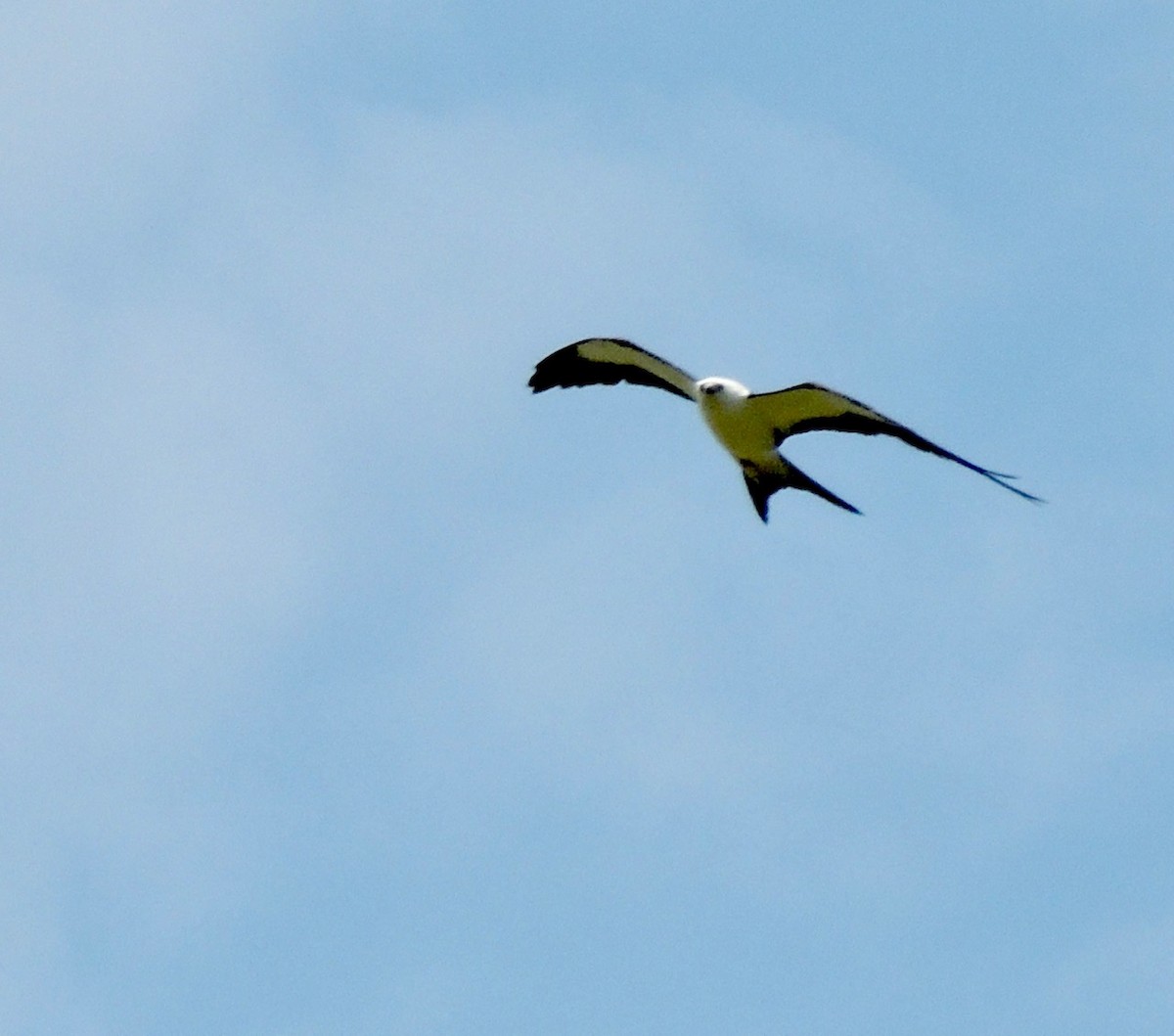 Swallow-tailed Kite - ML618828299