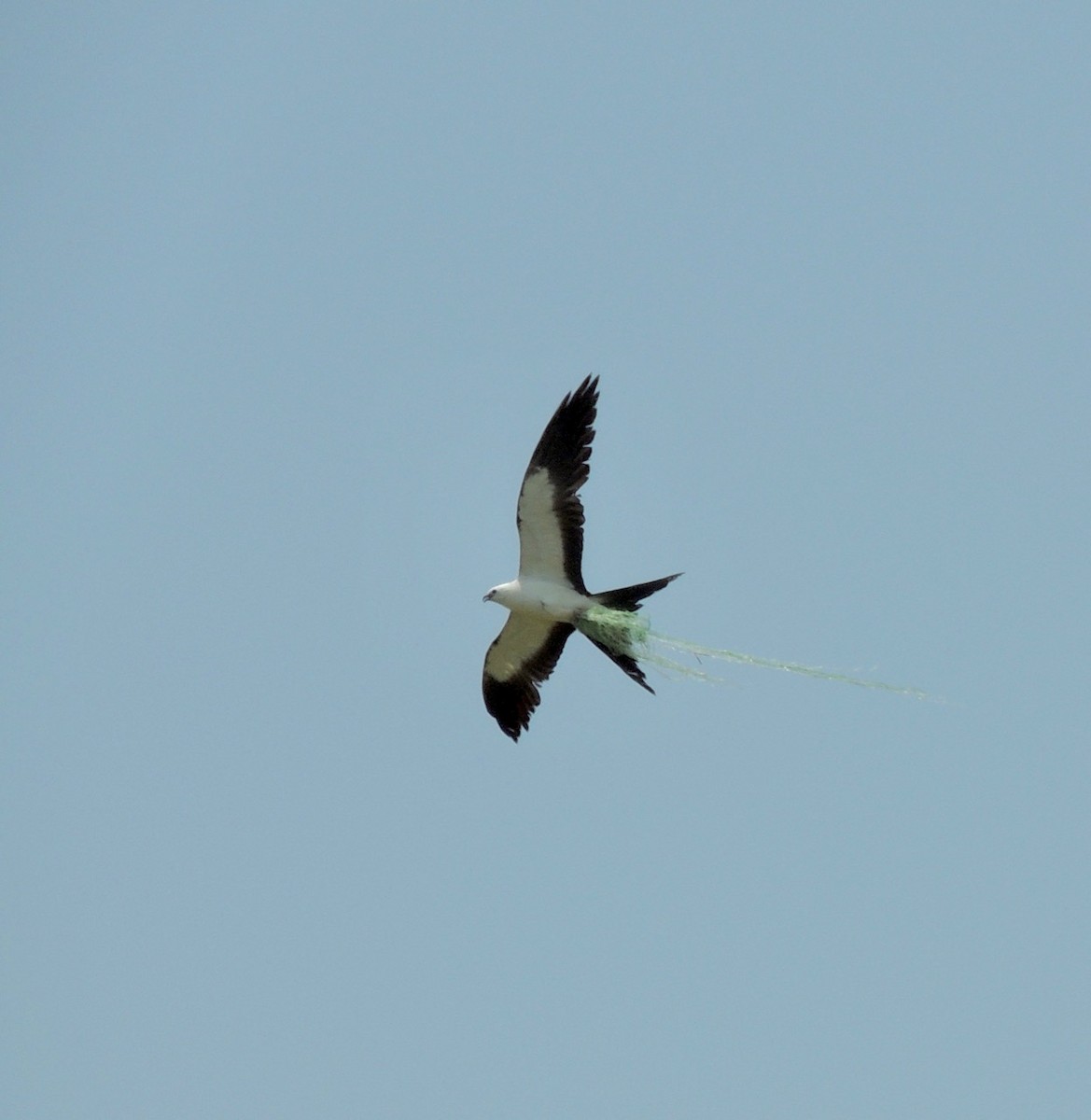 Swallow-tailed Kite - ML618828300