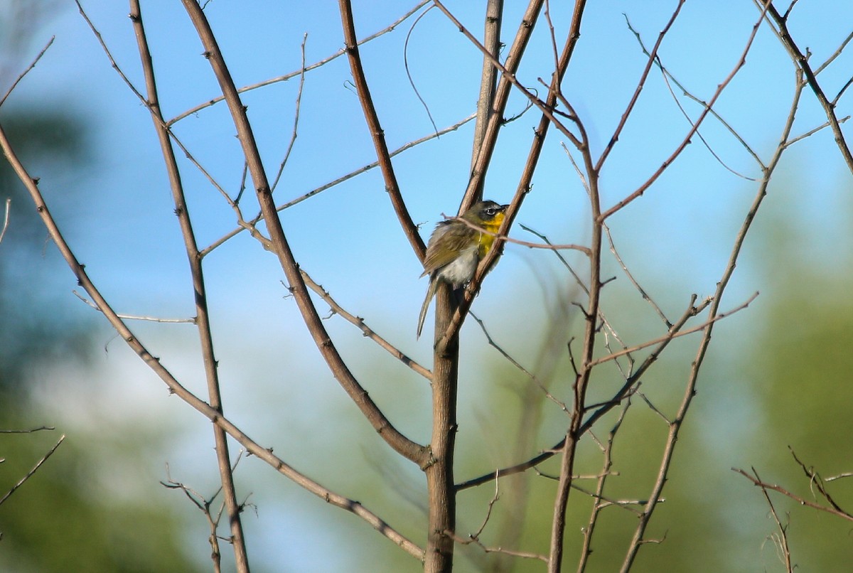 Yellow-breasted Chat - ML618828309