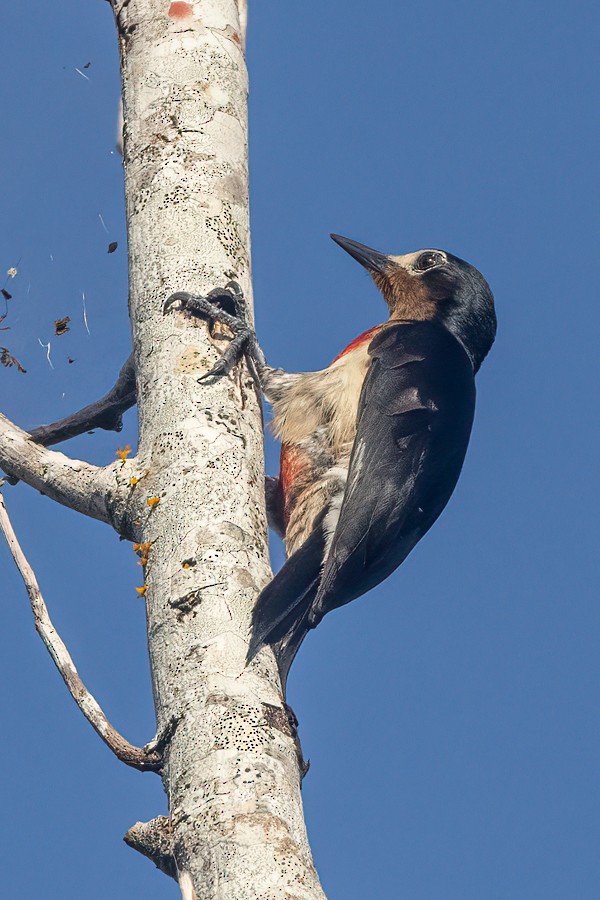 Puerto Rican Woodpecker - Greg Bodker