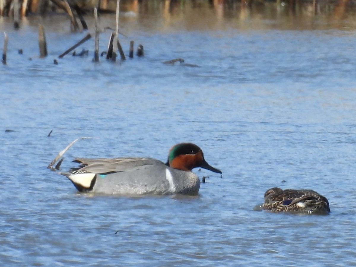 Green-winged Teal - ML618828331