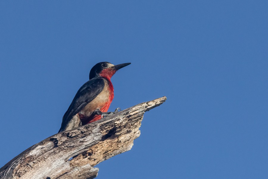 Puerto Rican Woodpecker - ML618828339