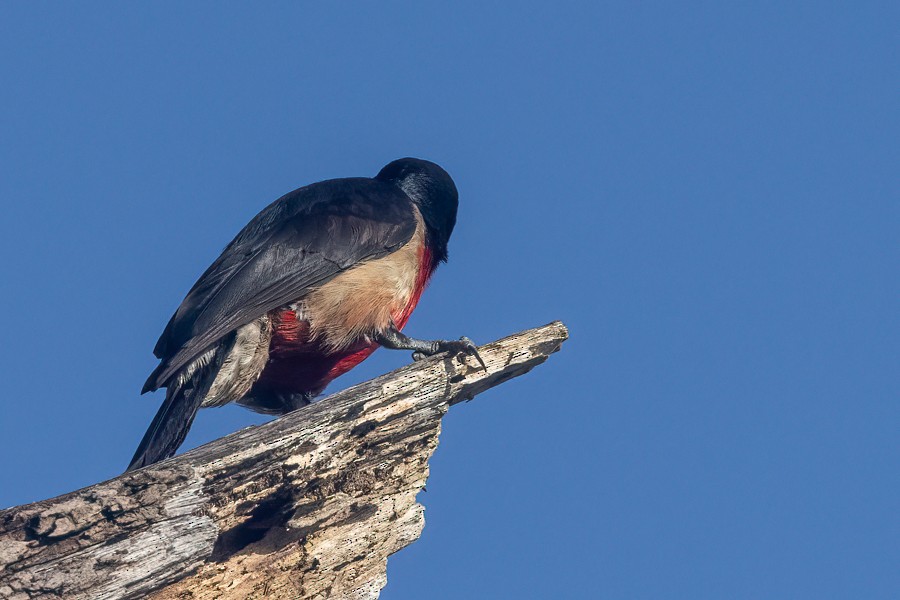 Puerto Rican Woodpecker - ML618828341