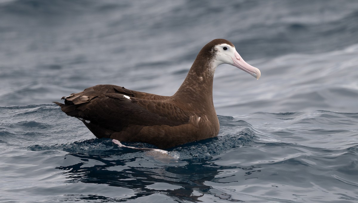 albatros stěhovavý - ML618828359