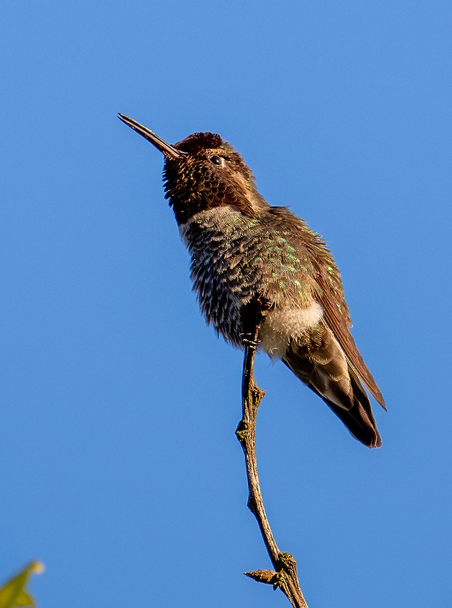 Anna's Hummingbird - ML618828372