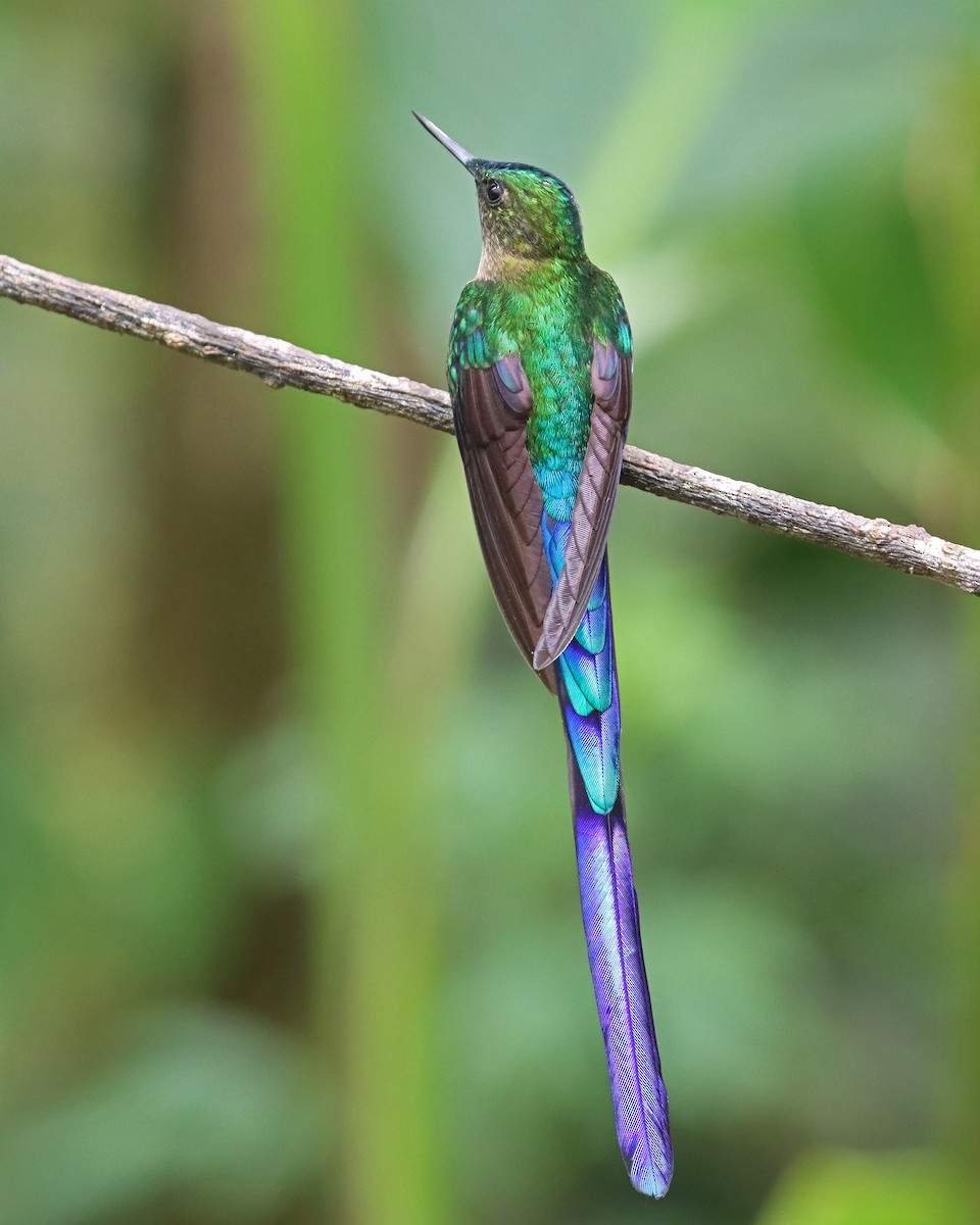 Violet-tailed Sylph - ML618828374