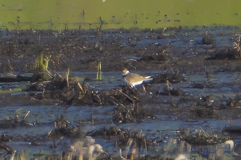 Semipalmated Plover - ML618828388