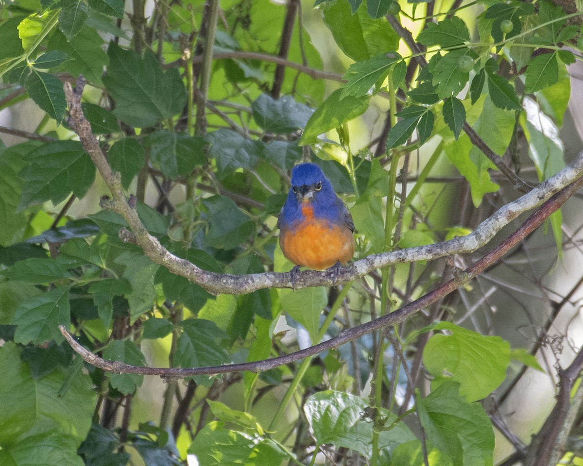 Painted Bunting - Lillie Gibb