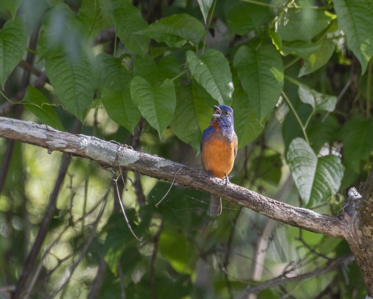 Painted Bunting - ML618828398