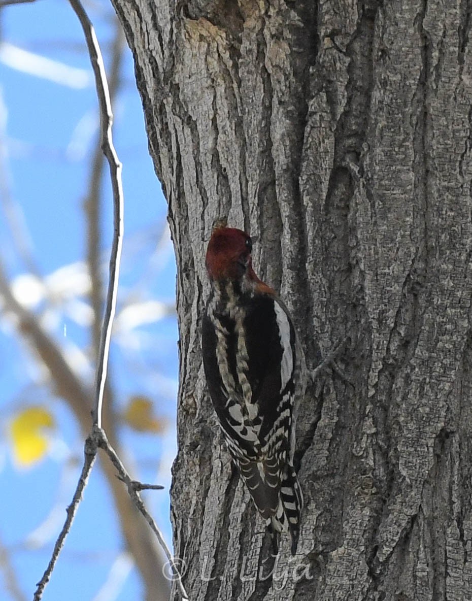 Red-naped x Red-breasted Sapsucker (hybrid) - ML618828399